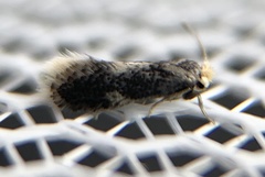 Ectoedemia similella