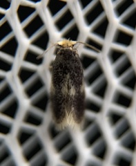 Ectoedemia similella