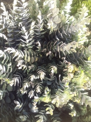 Magnoliopsida