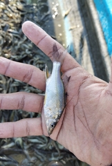 Centropomus robalito