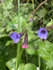 Pulmonaria officinalis