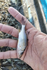 Centropomus robalito