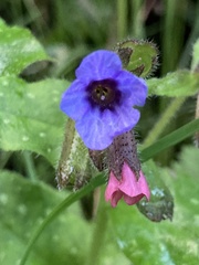 Pulmonaria officinalis