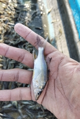 Centropomus robalito