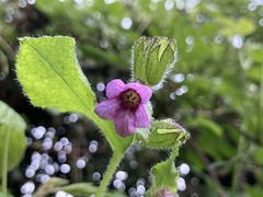 Pulmonaria officinalis