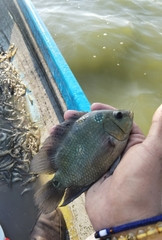 Amphilophus trimaculatus