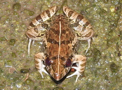 Fejervarya limnocharis