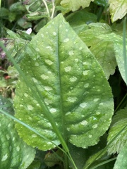 Pulmonaria officinalis