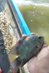 Amphilophus trimaculatus