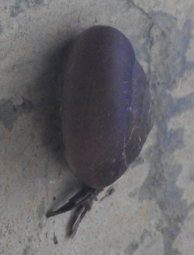 Blinking Snail (Quantula striata)