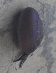Quantula striata