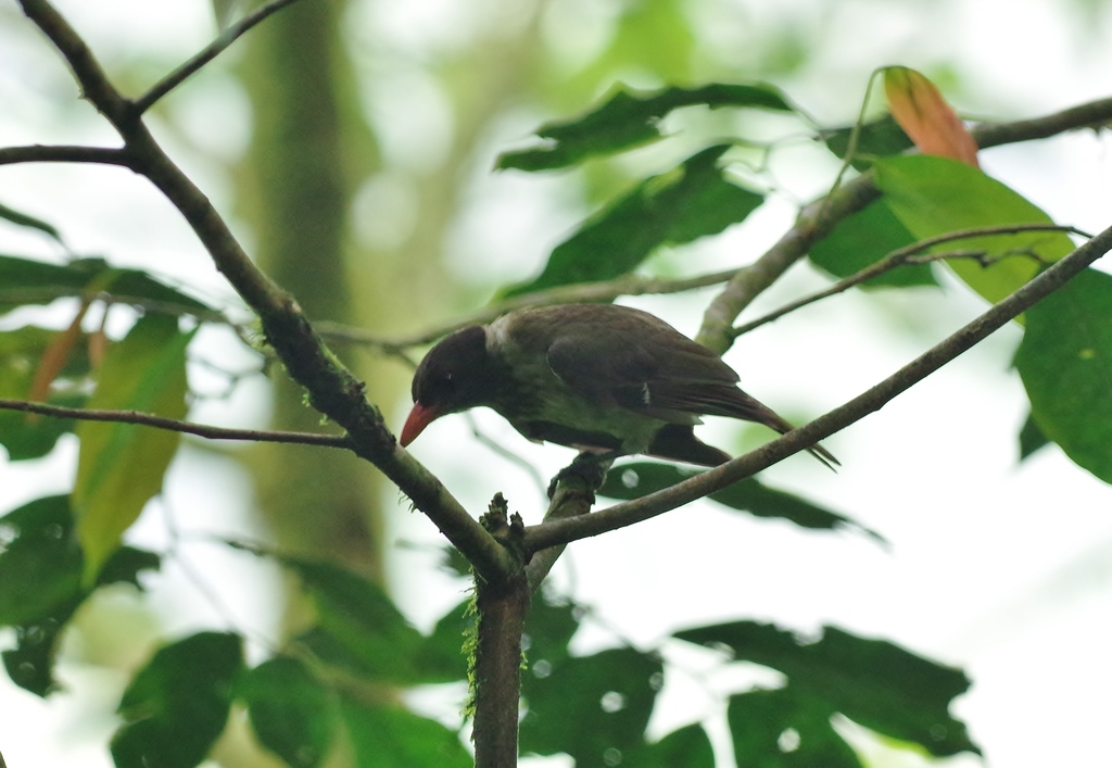 Sao Tome Oriole