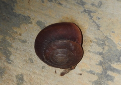 Quantula striata