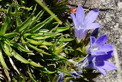 Craterocapsa congesta