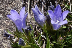 Craterocapsa congesta