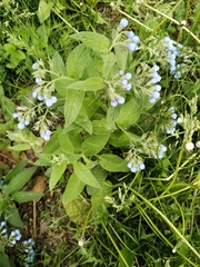 Symphytum caucasicum