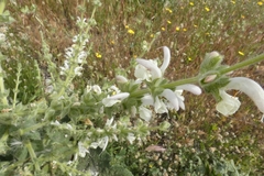 Salvia argentea