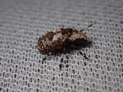 Euparius