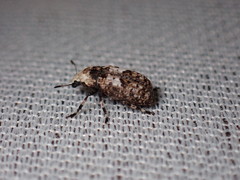 Euparius