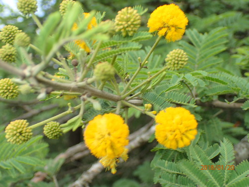 Egyptian acacia