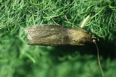 Sciota fumella