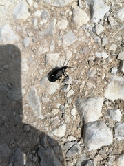 Arima marginata