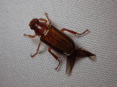 Dichelonyx subvittata