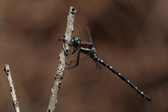 Eusynthemis tillyardi