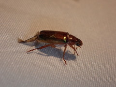 Dichelonyx subvittata