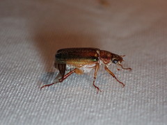 Dichelonyx subvittata