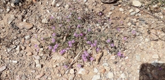 Spergularia purpurea