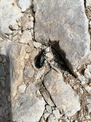 Arima marginata