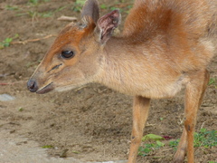 Cephalophorus natalensis