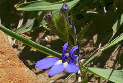 Lobelia preslii