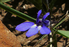Lobelia preslii