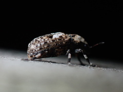 Euparius