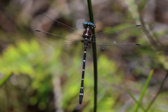 Eusynthemis tillyardi