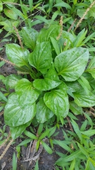 Plantago cordata