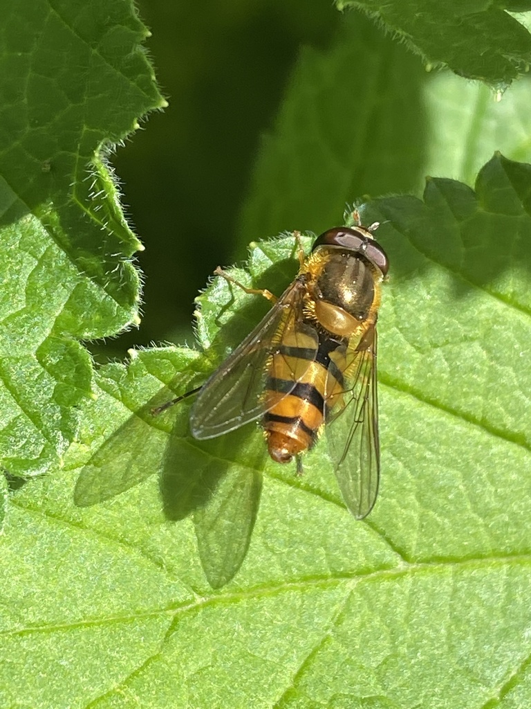 Epistrophe flava