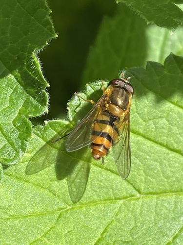Epistrophe flava