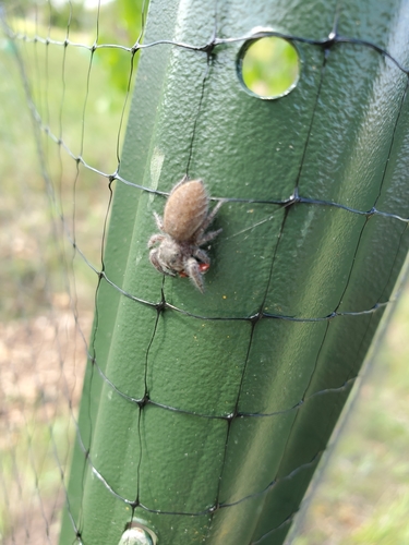 photo of Grayish Jumping Spider (Phidippus princeps)