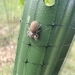 photo of Grayish Jumping Spider (Phidippus princeps)