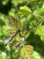 Dolichomitus imperator