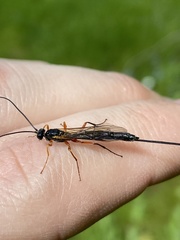 Dolichomitus imperator