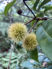 Sloanea sinensis