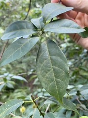 Sloanea sinensis