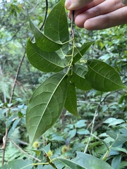 Sloanea sinensis