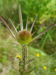 Dipsacus comosus