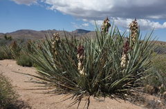 Yucca baccata baccata