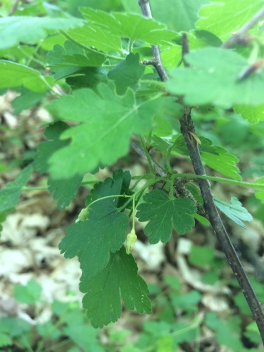 Eastern prickly gooseberry (Ribes cynosbati)